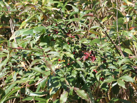 Euonymus alatus  var. alatus f. striatus