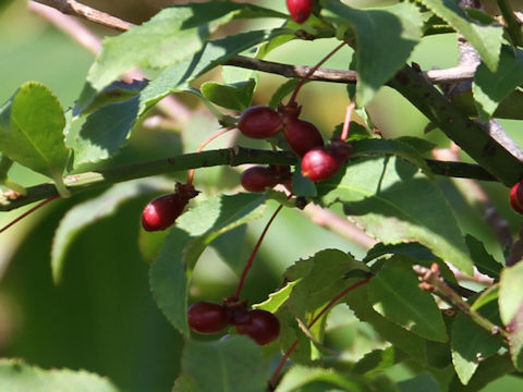 Euonymus alatus var. alatus f. striatus