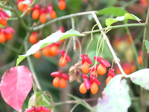 Euonymus alatus var. alatus f. striatus