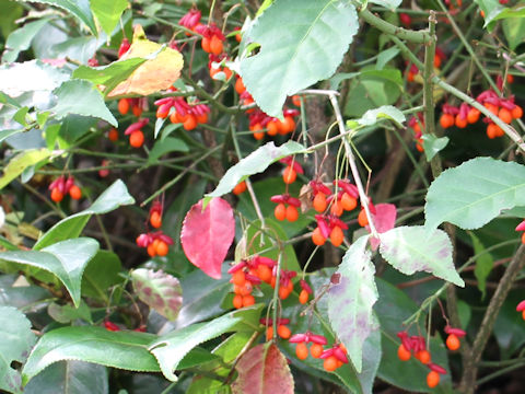 Euonymus alatus var. alatus f. striatus