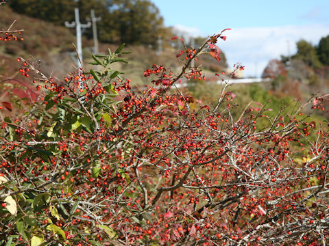 Euonymus alatus var. alatus f. striatus