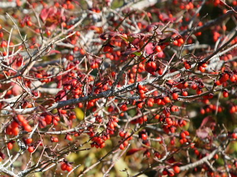 Euonymus alatus var. alatus f. striatus