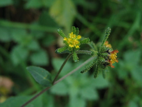 Siegesbeckia orientalis ssp. glabrescens