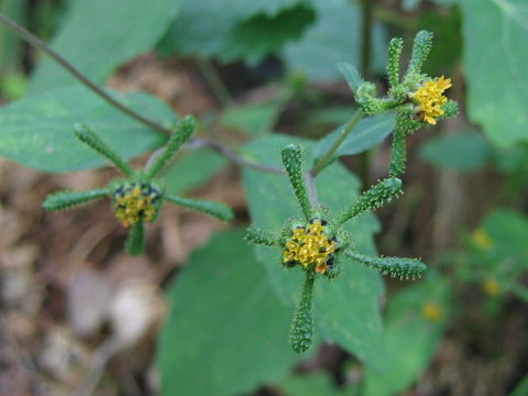 Siegesbeckia orientalis ssp. glabrescens