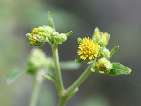 Siegesbeckia orientalis ssp. glabrescens