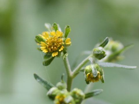 Siegesbeckia orientalis ssp. glabrescens