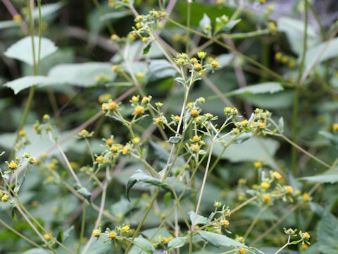 Siegesbeckia orientalis ssp. glabrescens