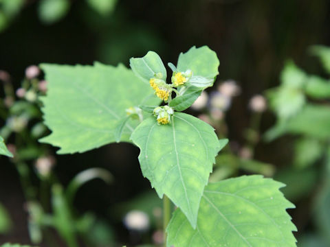 Siegesbeckia orientalis ssp. glabrescens