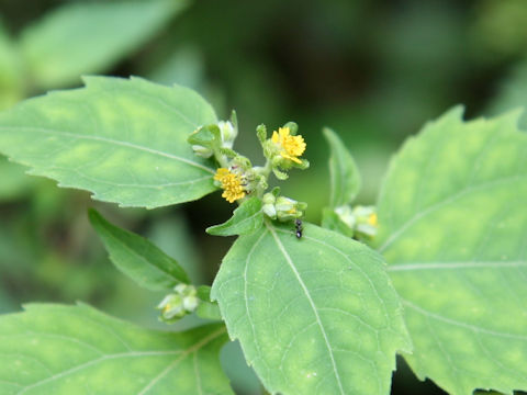 Siegesbeckia orientalis ssp. glabrescens