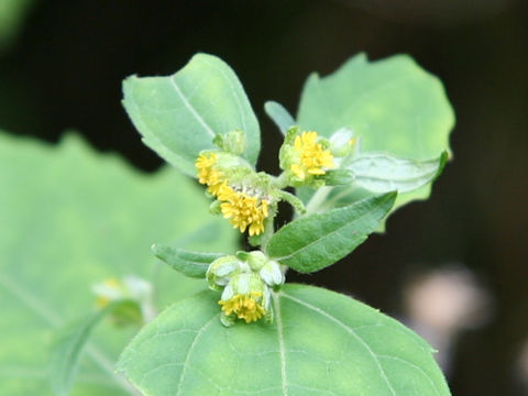 Siegesbeckia orientalis ssp. glabrescens