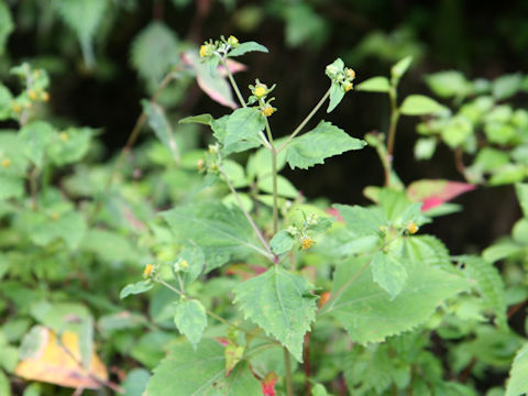 Siegesbeckia orientalis ssp. glabrescens