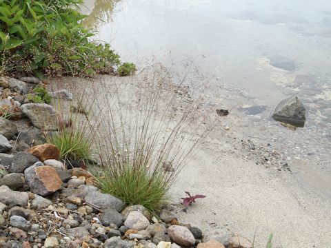 Deschampsia flexuosa