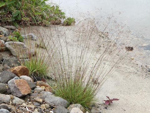 Deschampsia flexuosa