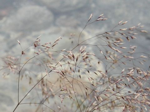 Deschampsia flexuosa