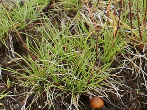 Deschampsia flexuosa