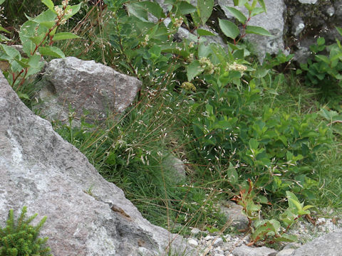 Deschampsia flexuosa