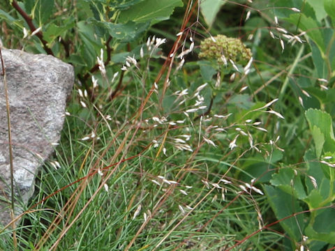 Deschampsia flexuosa