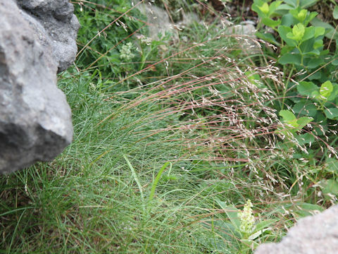 Deschampsia flexuosa