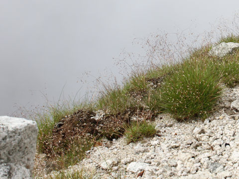 Deschampsia flexuosa