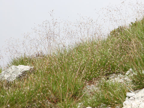 Deschampsia flexuosa