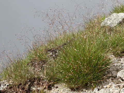 Deschampsia flexuosa