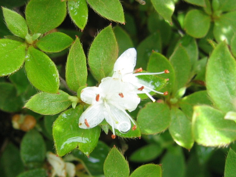 Rhododendron tschonoskii