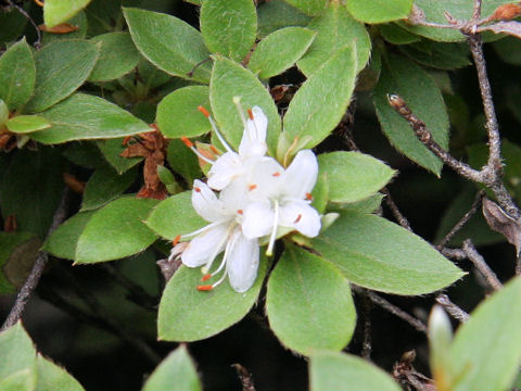 Rhododendron tschonoskii