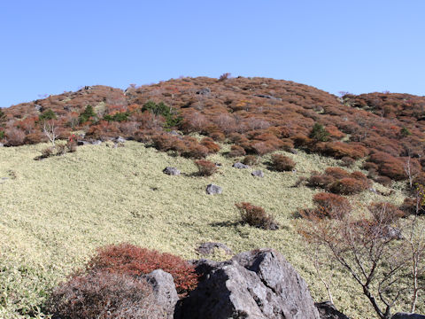 Rhododendron tschonoskii