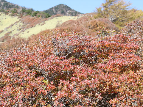 Rhododendron tschonoskii