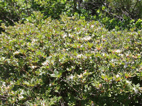 Rhododendron tschonoskii