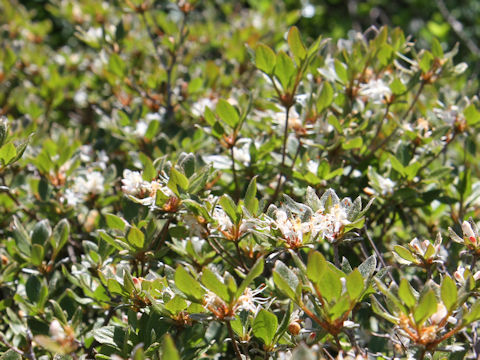 Rhododendron tschonoskii