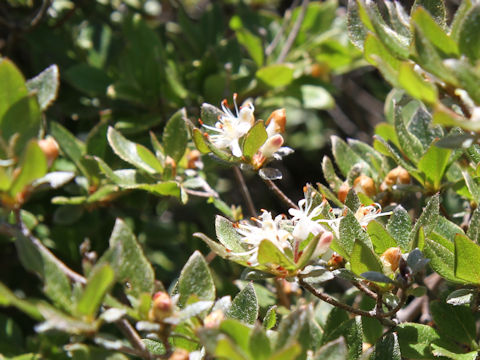 Rhododendron tschonoskii