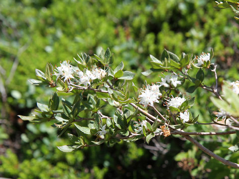 Rhododendron tschonoskii