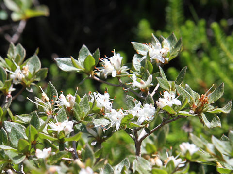 Rhododendron tschonoskii