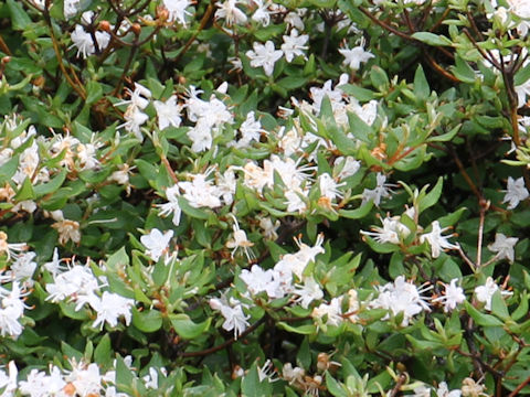 Rhododendron tschonoskii