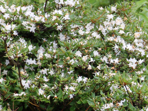 Rhododendron tschonoskii