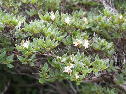 Rhododendron tschonoskii