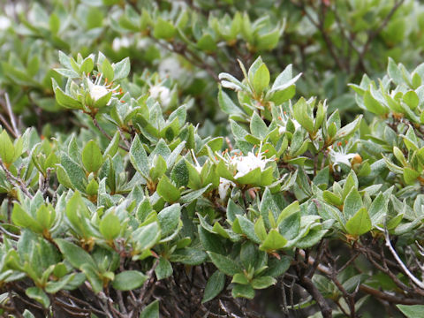 Rhododendron tschonoskii