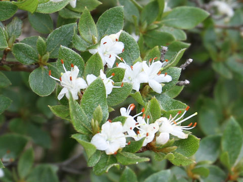 Rhododendron tschonoskii