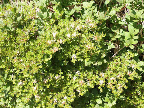 Rhododendron tschonoskii