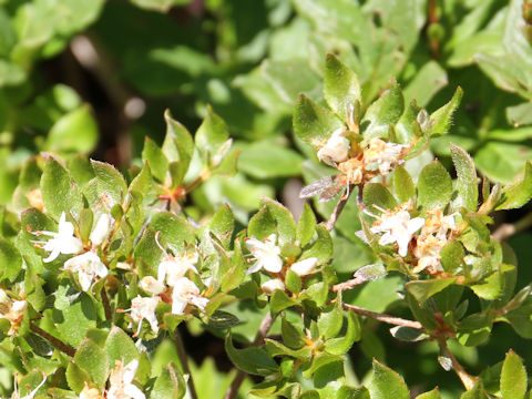 Rhododendron tschonoskii