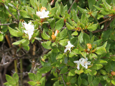 Rhododendron tschonoskii