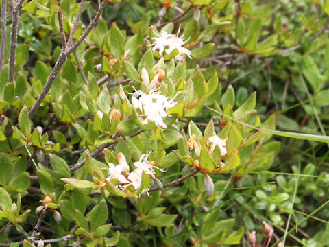 Rhododendron tschonoskii