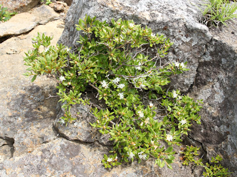 Rhododendron tschonoskii