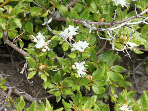 Rhododendron tschonoskii