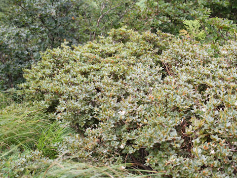 Rhododendron tschonoskii