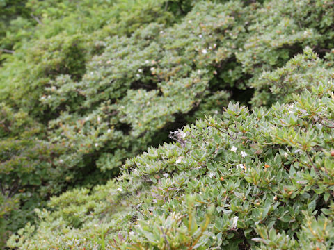 Rhododendron tschonoskii