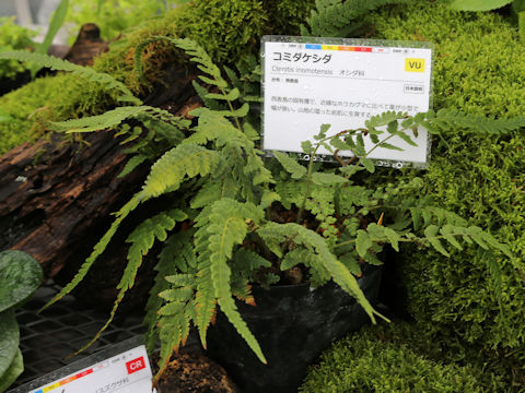 Ctenitis iriomotensis