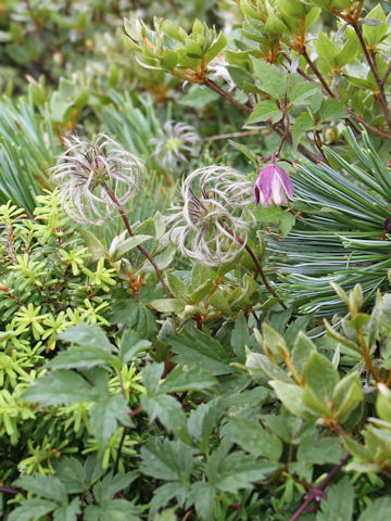 Clematis ochotensis var. fauriei