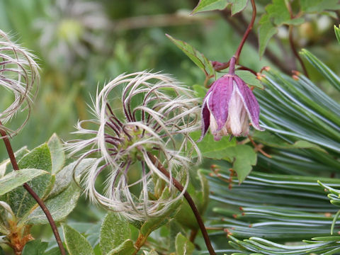 Clematis ochotensis var. fauriei